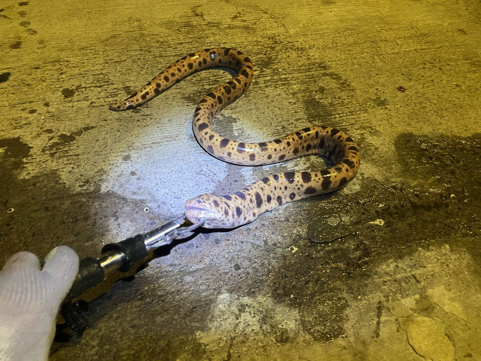 Tiger Reef Eel